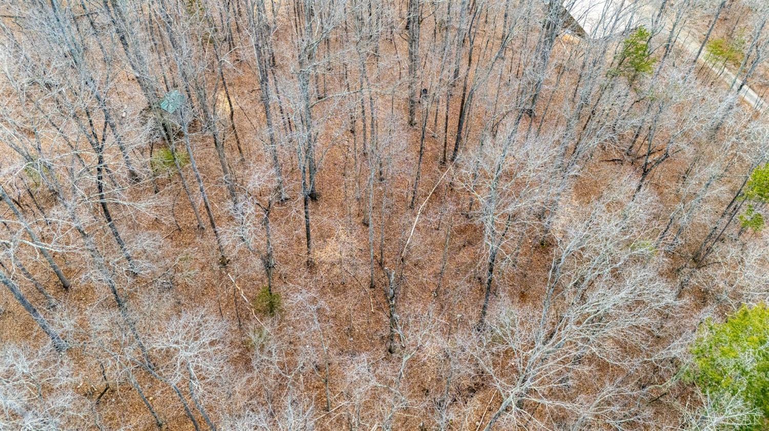 8-lot Cottage Charm Goode, VA 24556 - Photo 36 of 58 a close up of a plant