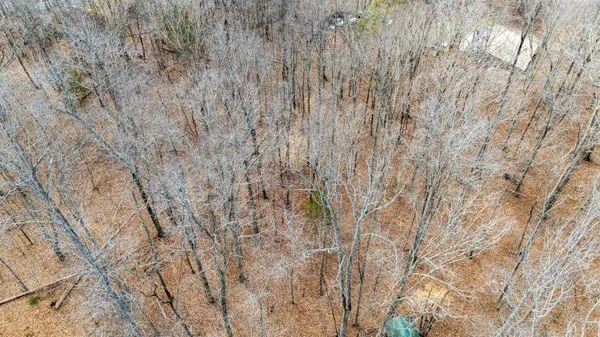 a view of backyard with tree