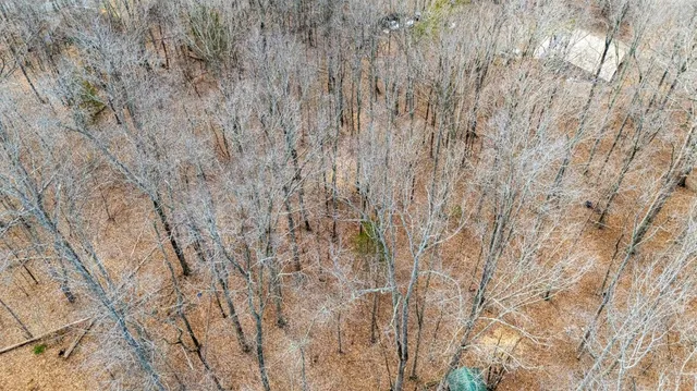 a view of backyard with tree