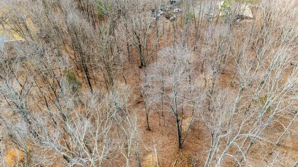 a view of a yard with large trees