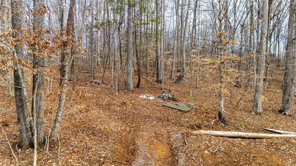a view of a yard with large trees