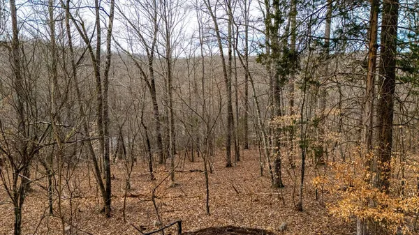 a view of a backyard with a trees