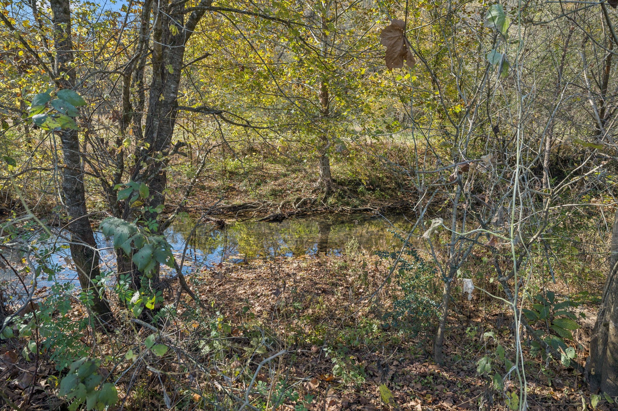 1578 Big Dry Creek Road Pulaski, TN 38478 - Photo 12 of 45 a view of lake with green space