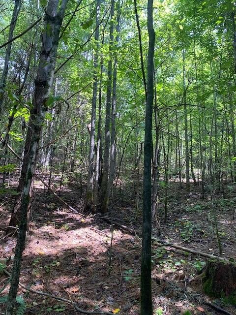 481 Archville Road Reliance, TN 37369 - Photo 3 of 10 Gallery Image 3