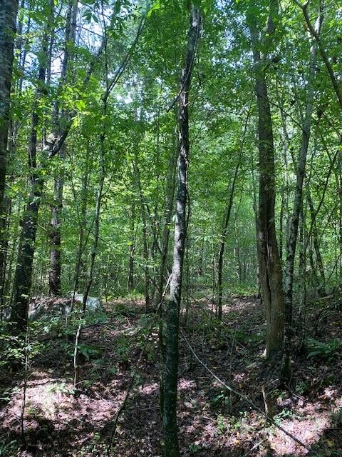 481 Archville Road Reliance, TN 37369 - Photo 4 of 10 Gallery Image 4