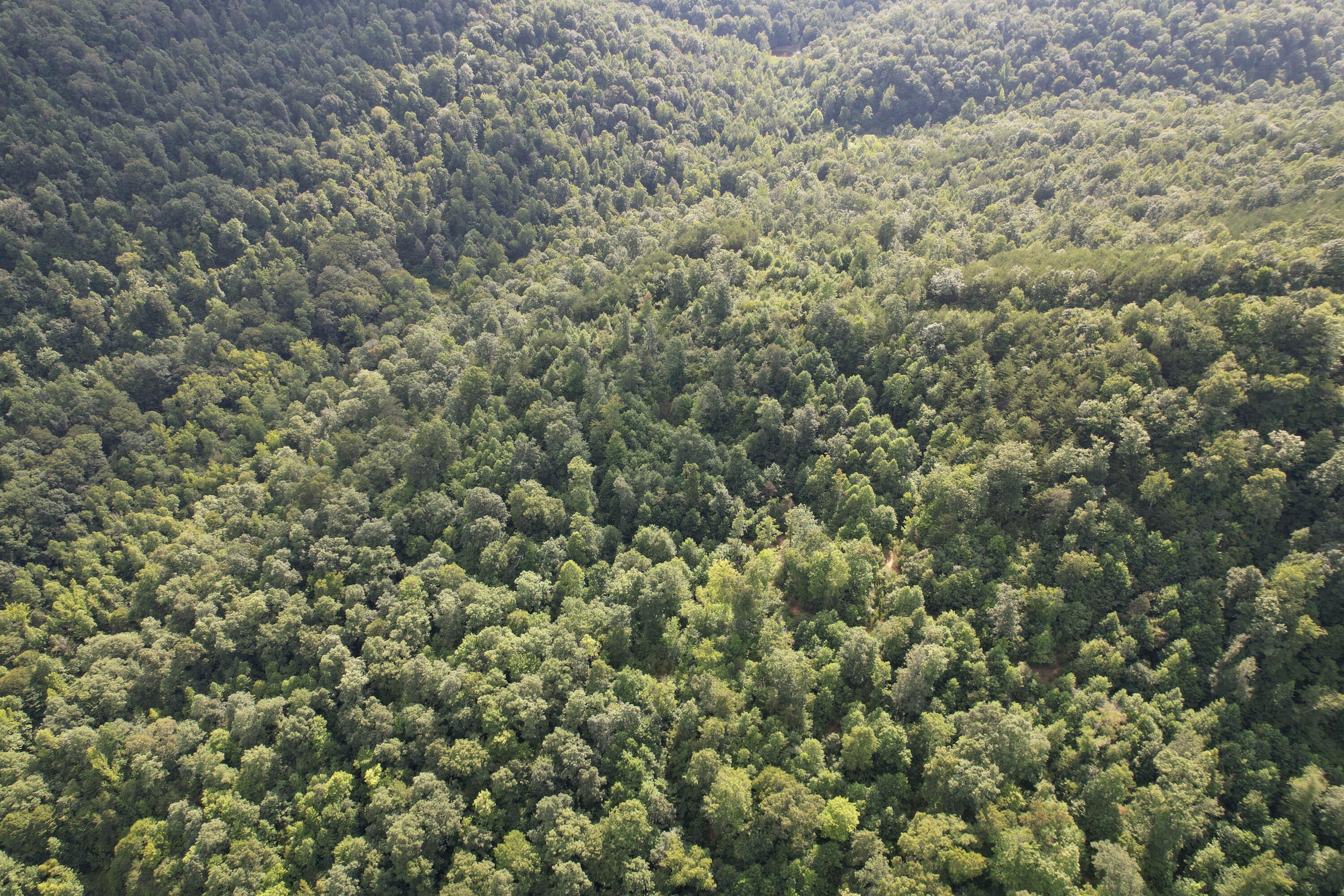 0 Little Rock Creek Road Strunk, KY 42649 - Photo 13 of 29 DJI_0619