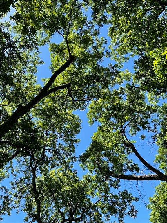 16824 Wortham Bend Road China Spring, TX 76633 - Photo 13 of 16 a view of a tree
