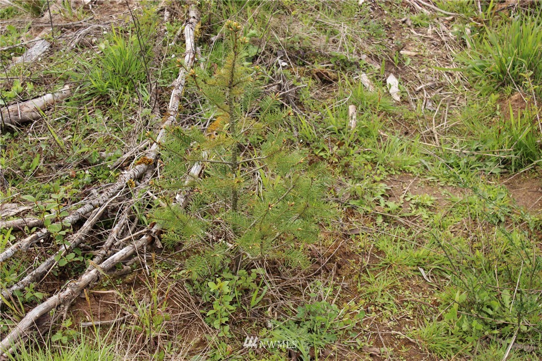 21855 Lee Road Southwest Centralia, WA 98531 - Photo 14 of 14