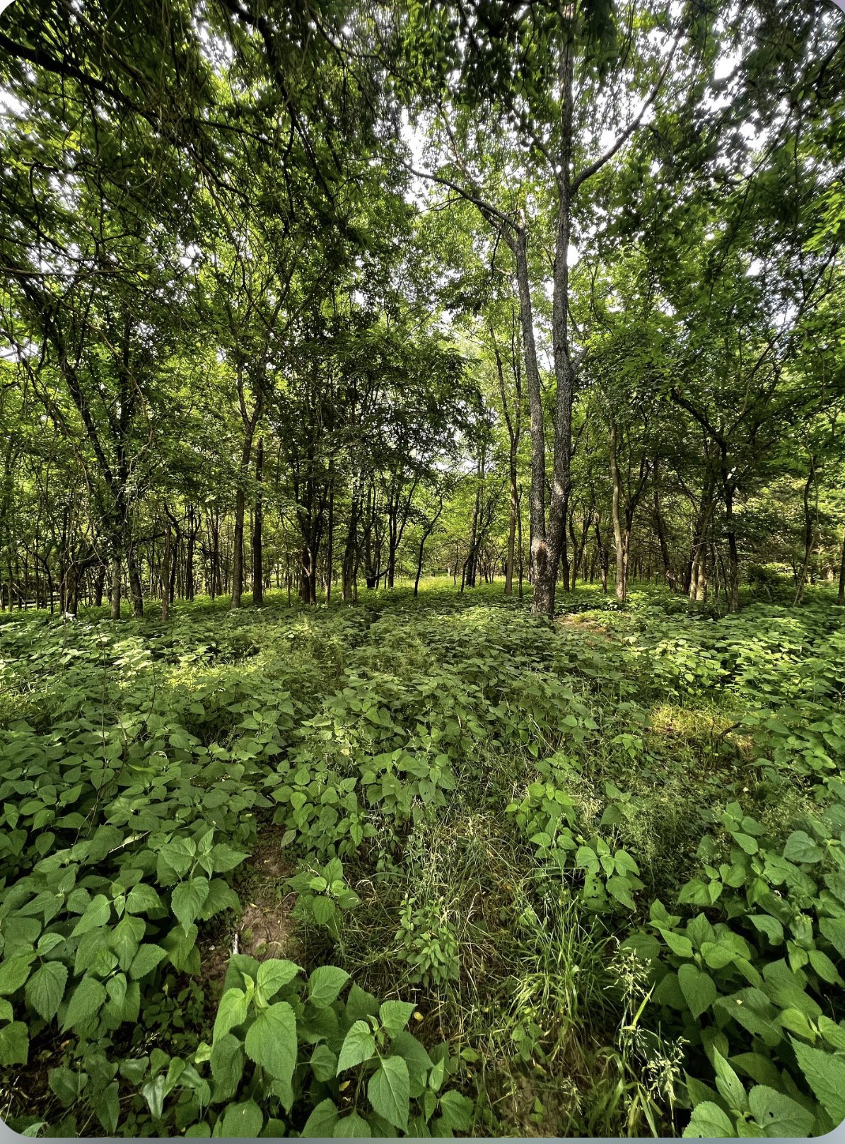 6888 Arno-Allisona Road College Grove, TN 37046 - Photo 51 of 51 Gallery Image 51