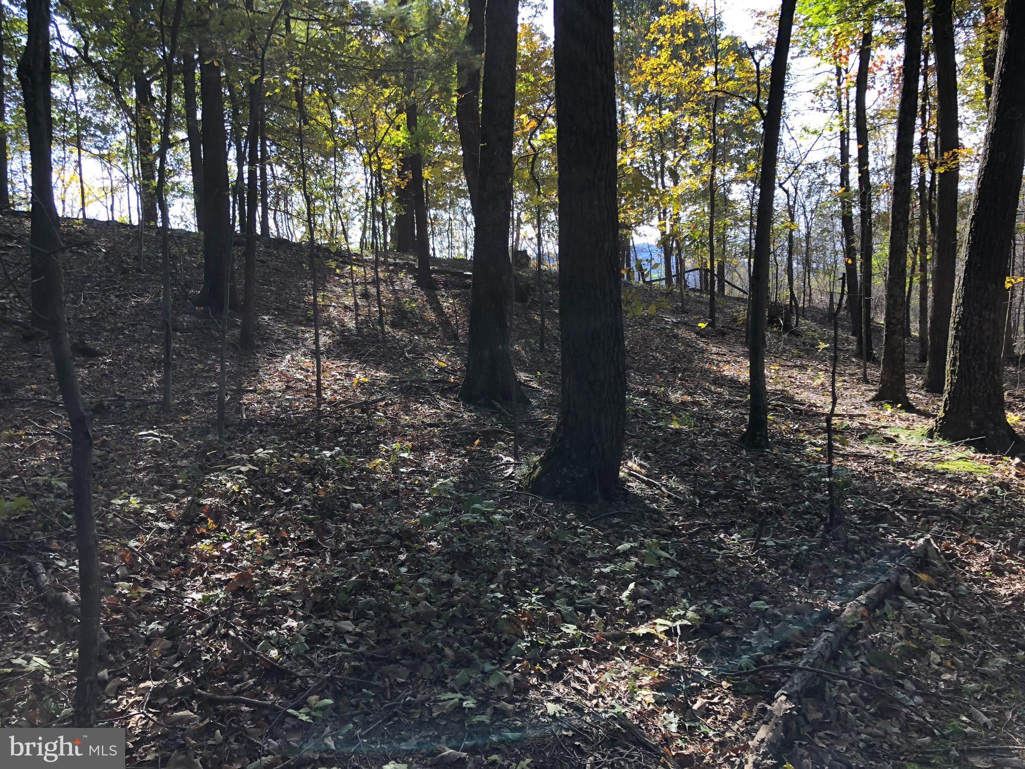 20500 Root Road Northeast Flintstone, MD 21530 - Photo 63 of 69 a view of a forest filled with trees
