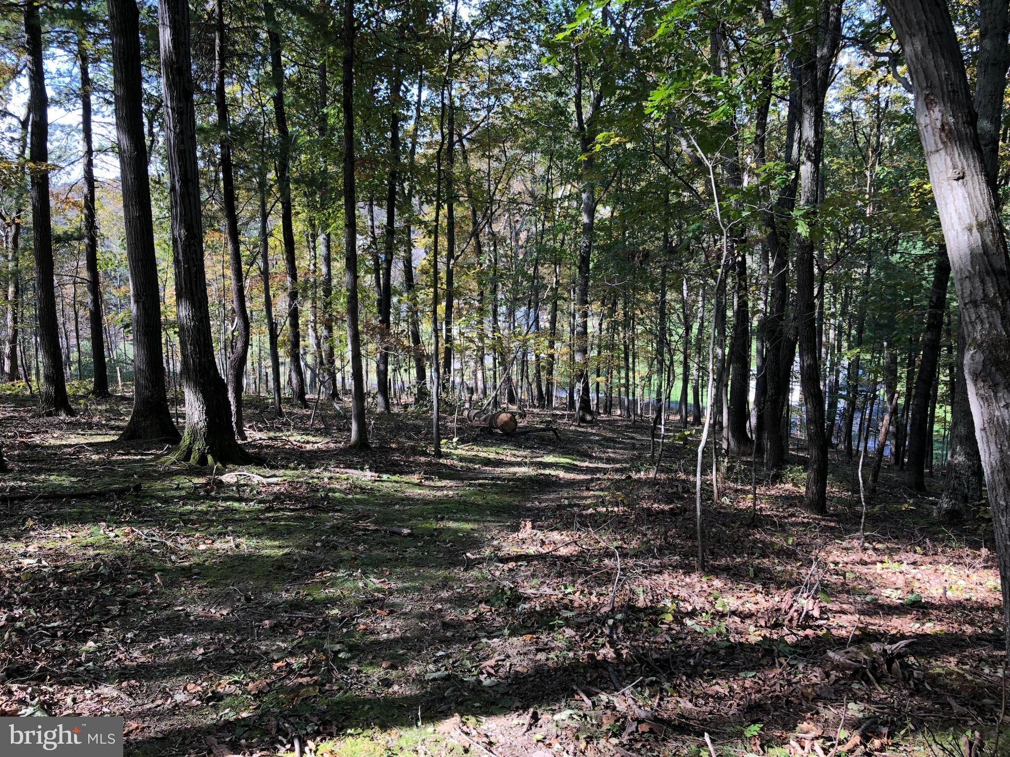 20500 Root Road Northeast Flintstone, MD 21530 - Photo 64 of 69 a view of a park with large trees