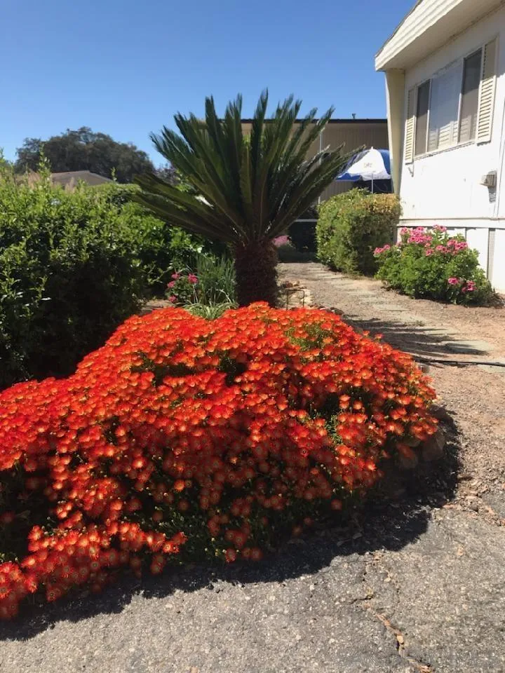 4747 Oak Crest Road, Unit 39 Fallbrook, CA 92028 - Photo 8 of 38 a view of a backyard