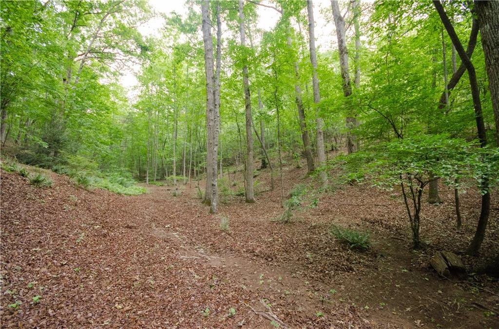 1402 Henderson Mountain Road Jasper, GA 30143 - Photo 74 of 74 a view of a forest with trees in the background