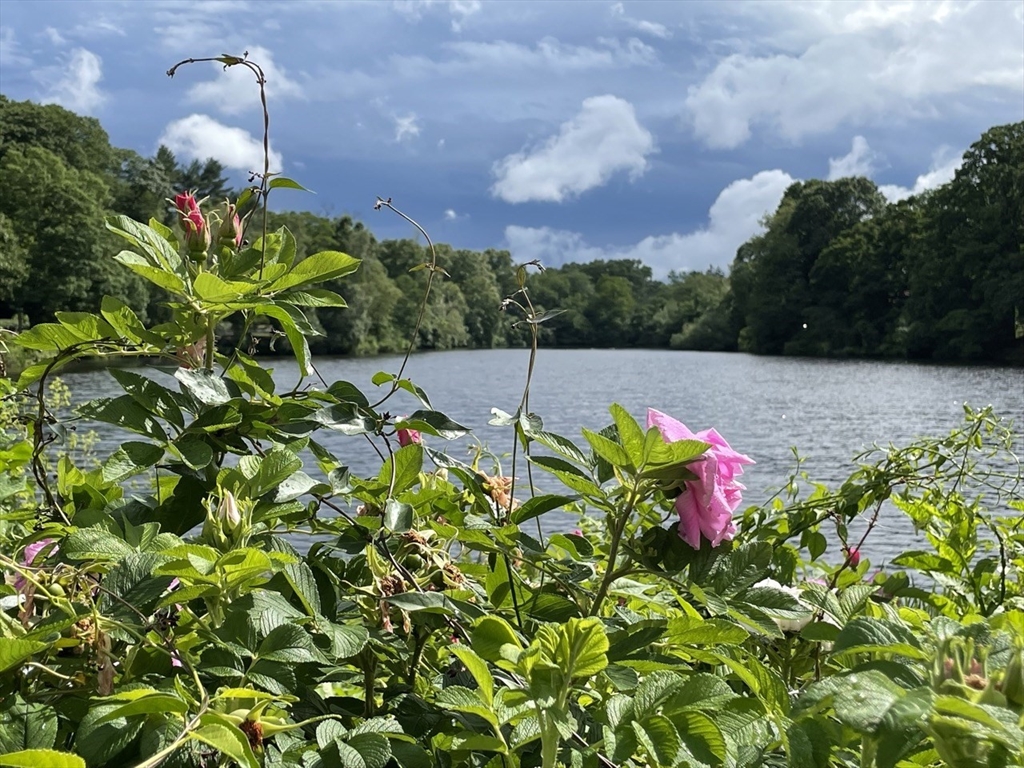 108 Dexter Road, Unit 108 Newton, MA 02460 - Photo 2 of 15