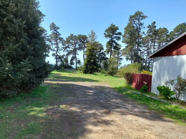 a view of a yard with plants and a large tree