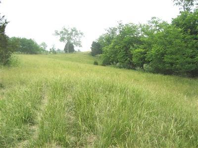 3457 Upper Concord Road Carlisle, KY 40311 - Photo 3 of 5 Photo 3
