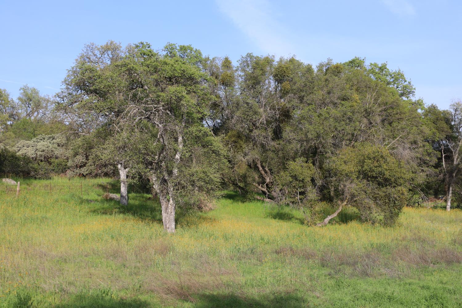 10 Douglas Road South Coarsegold, CA 93614 - Photo 4 of 29 Gallery Image 4