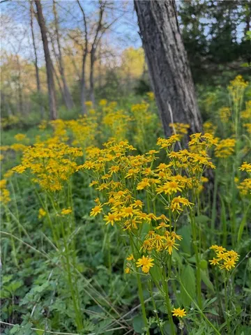 $695,000 | 18233 Aberdeen Street, Stilwell, KS 66085