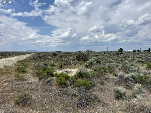 a view of a bunch of trees in background