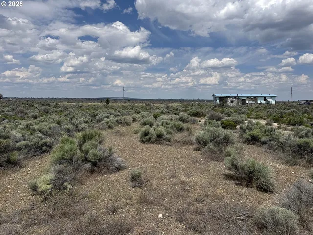 a view of a dry yard with lots of trees