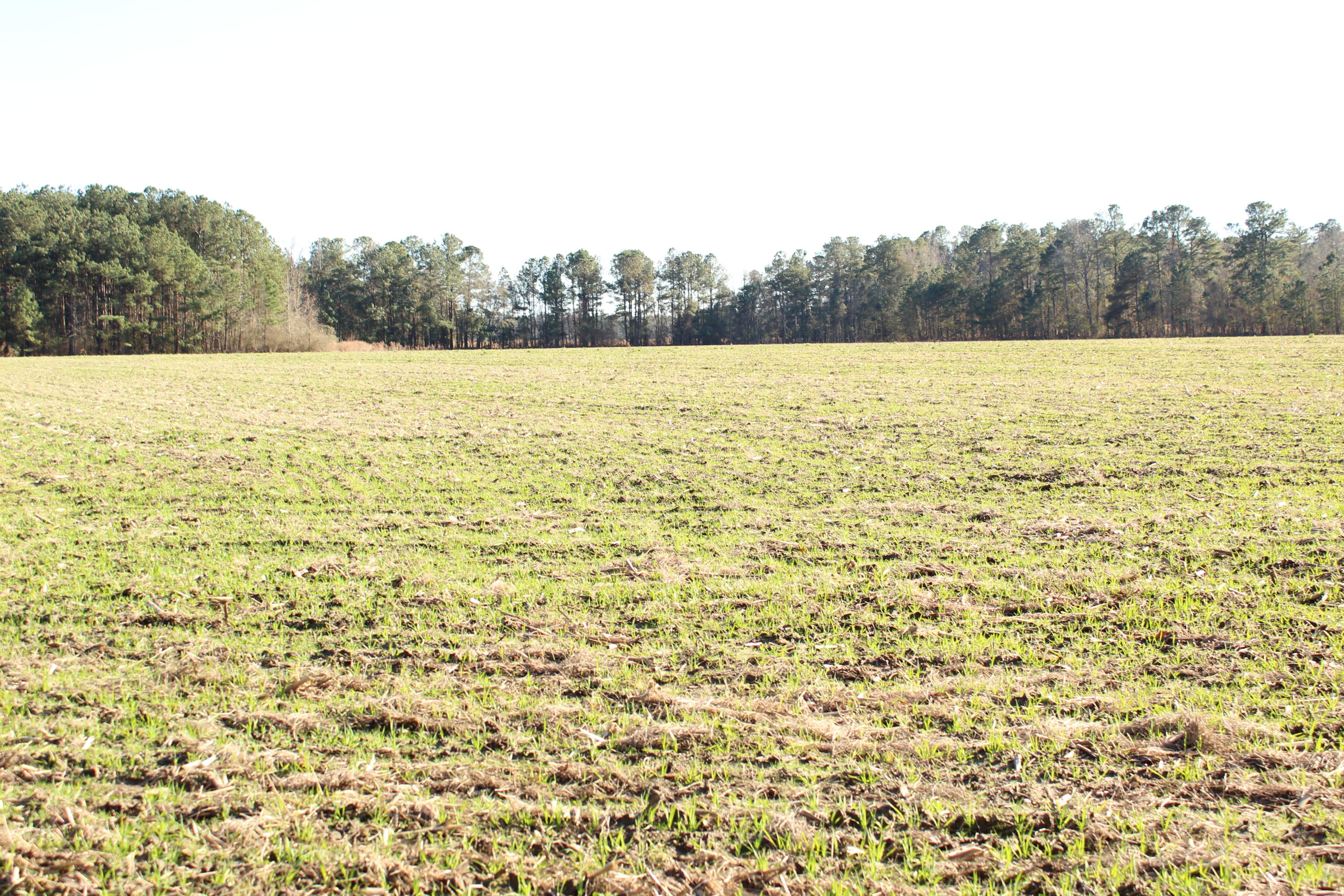 0 Connelly Haynes Road St. George, SC 29477 - Photo 1 of 1 Main