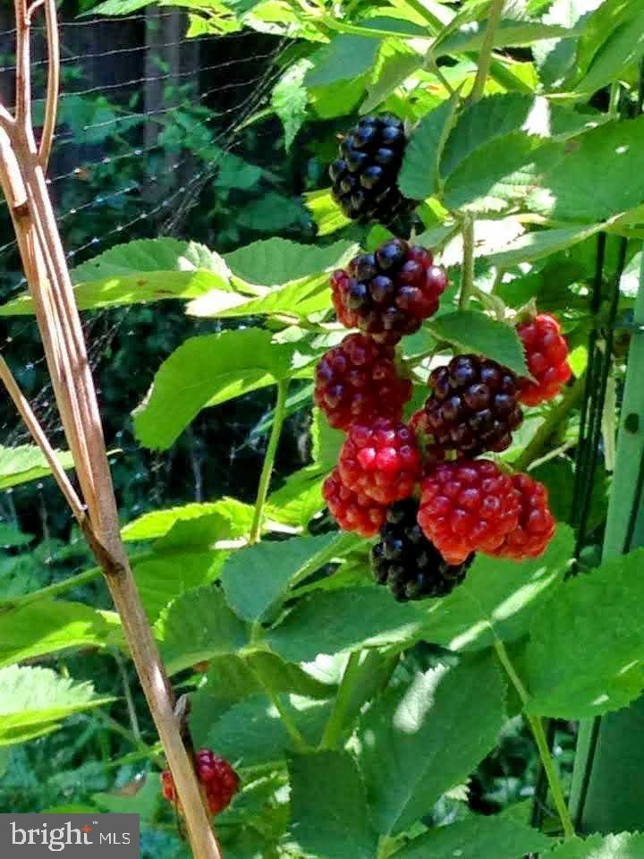421 Wister Road Wynnewood, PA 19096 - Photo 51 of 53 a view of a flower in a garden