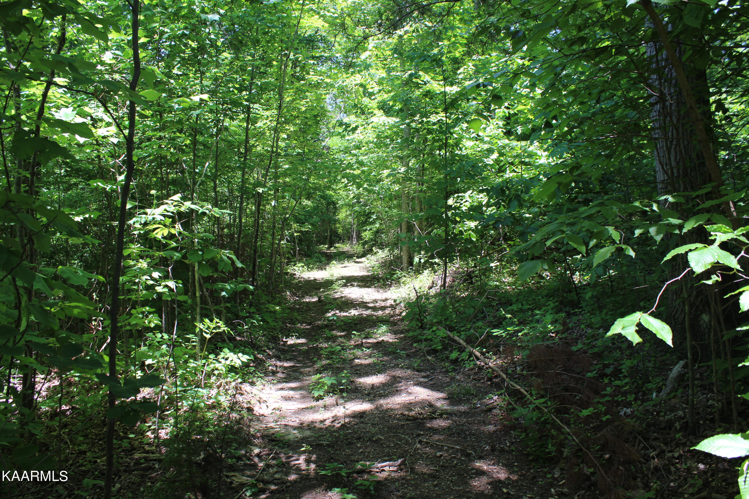Orabella Road Knoxville, TN 37921 - Photo 3 of 4 IMG_0221