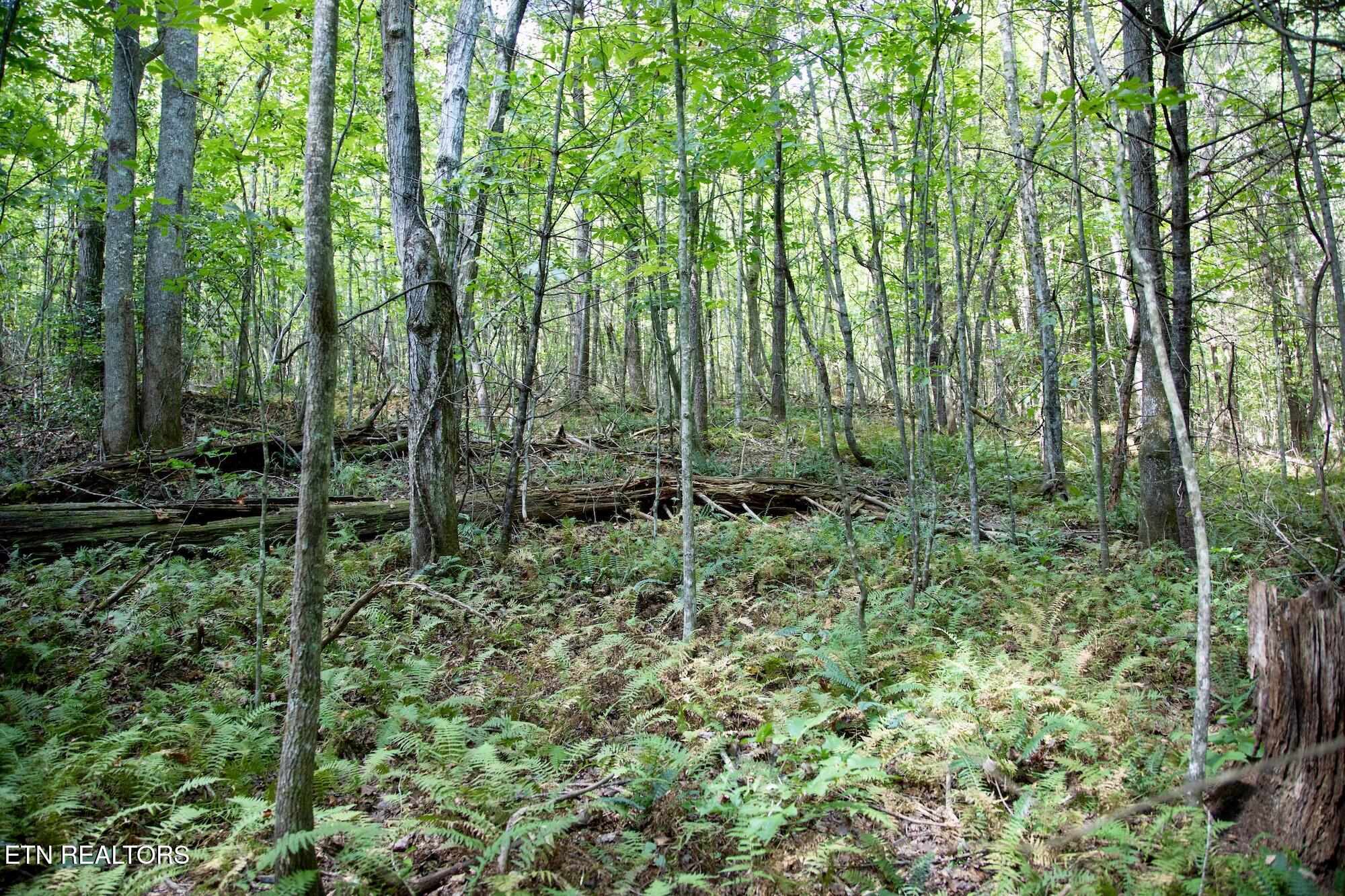 160 John Cox Road Deer Lodge, TN 37726 - Photo 12 of 17 DB_0019