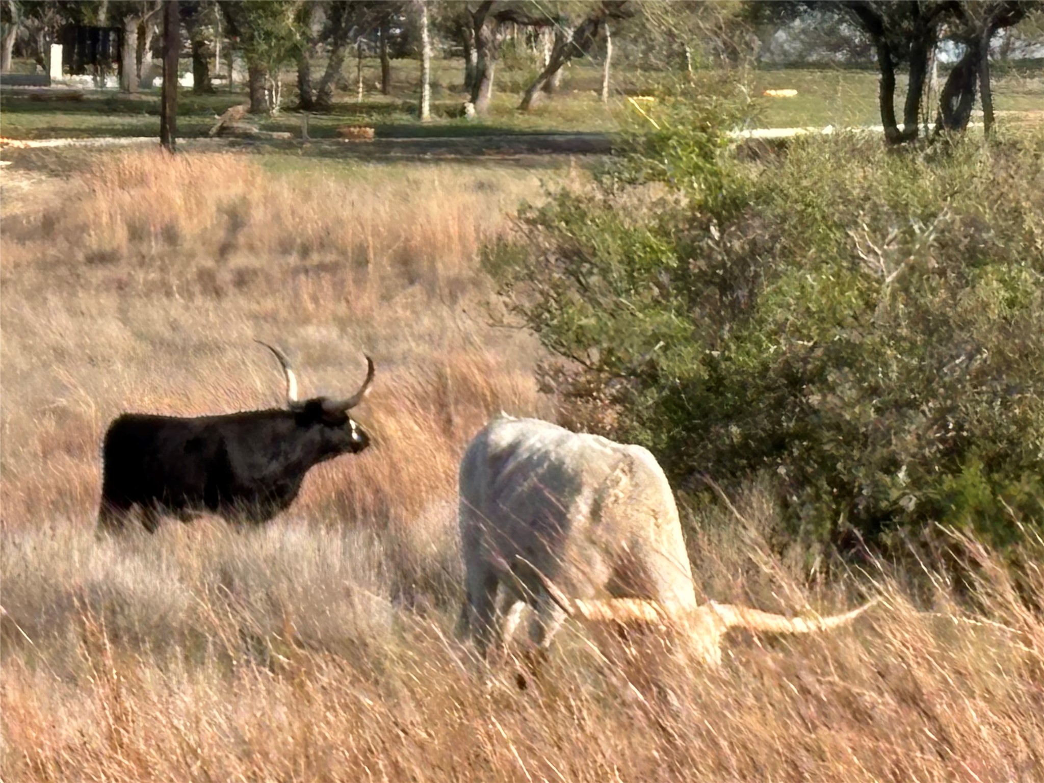 768 Tiswin Trail Blanco, TX 78606 - Photo 6 of 14 a view of swimming pool from a yard