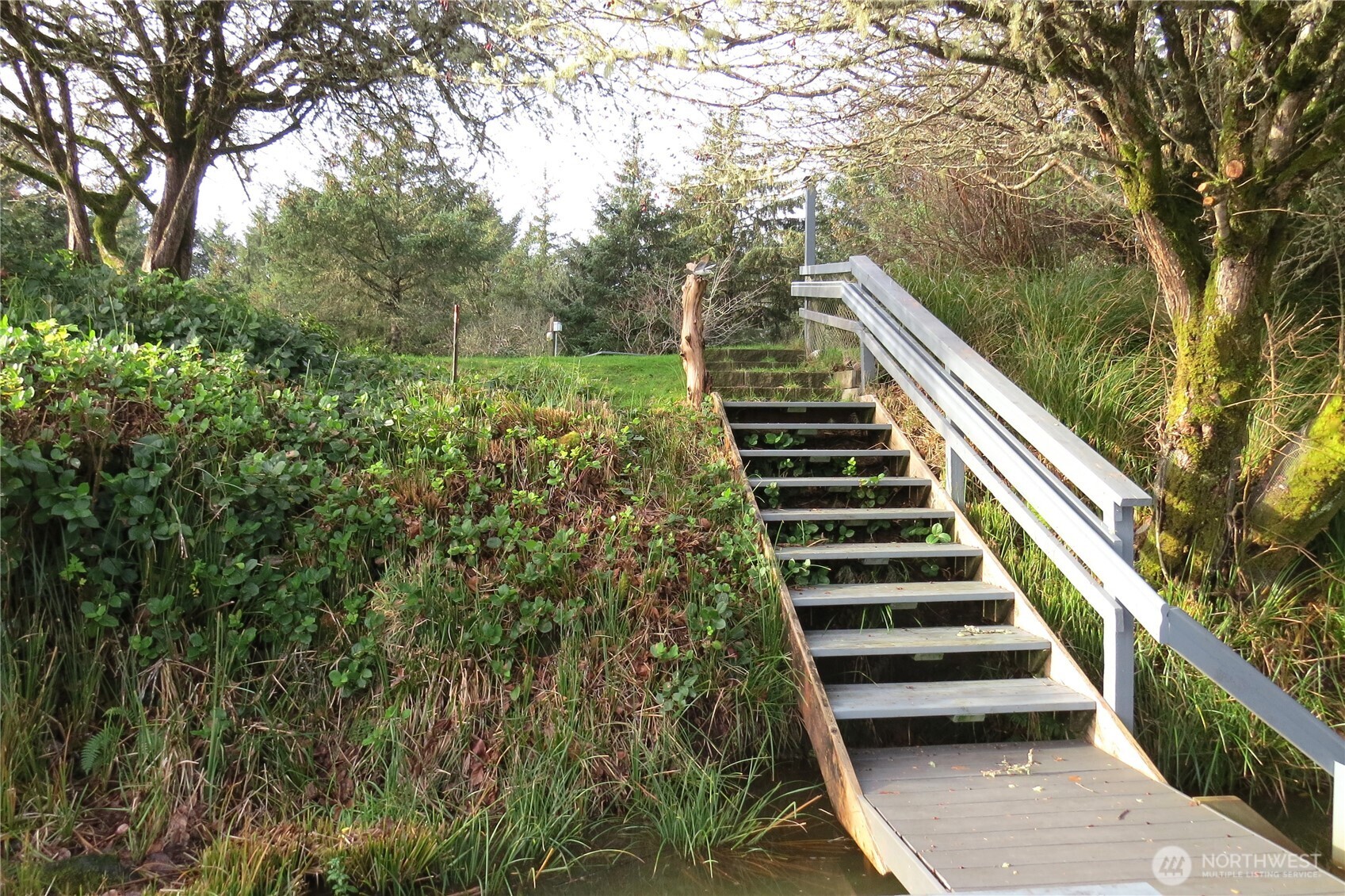 636 Weatherwax Loop Northeast Ocean Shores, WA 98569 - Photo 14 of 32 a view of a yard with lots of trees