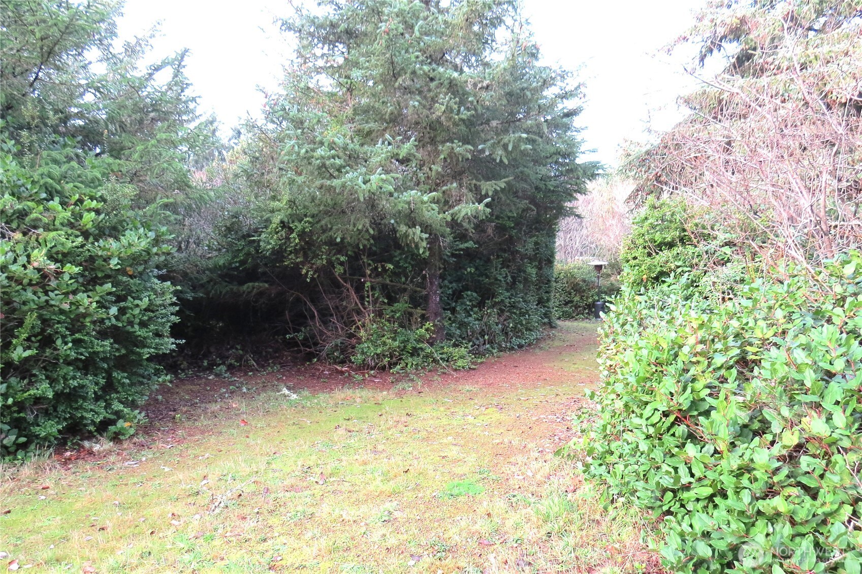 636 Weatherwax Loop Northeast Ocean Shores, WA 98569 - Photo 18 of 32 a view of backyard with green space