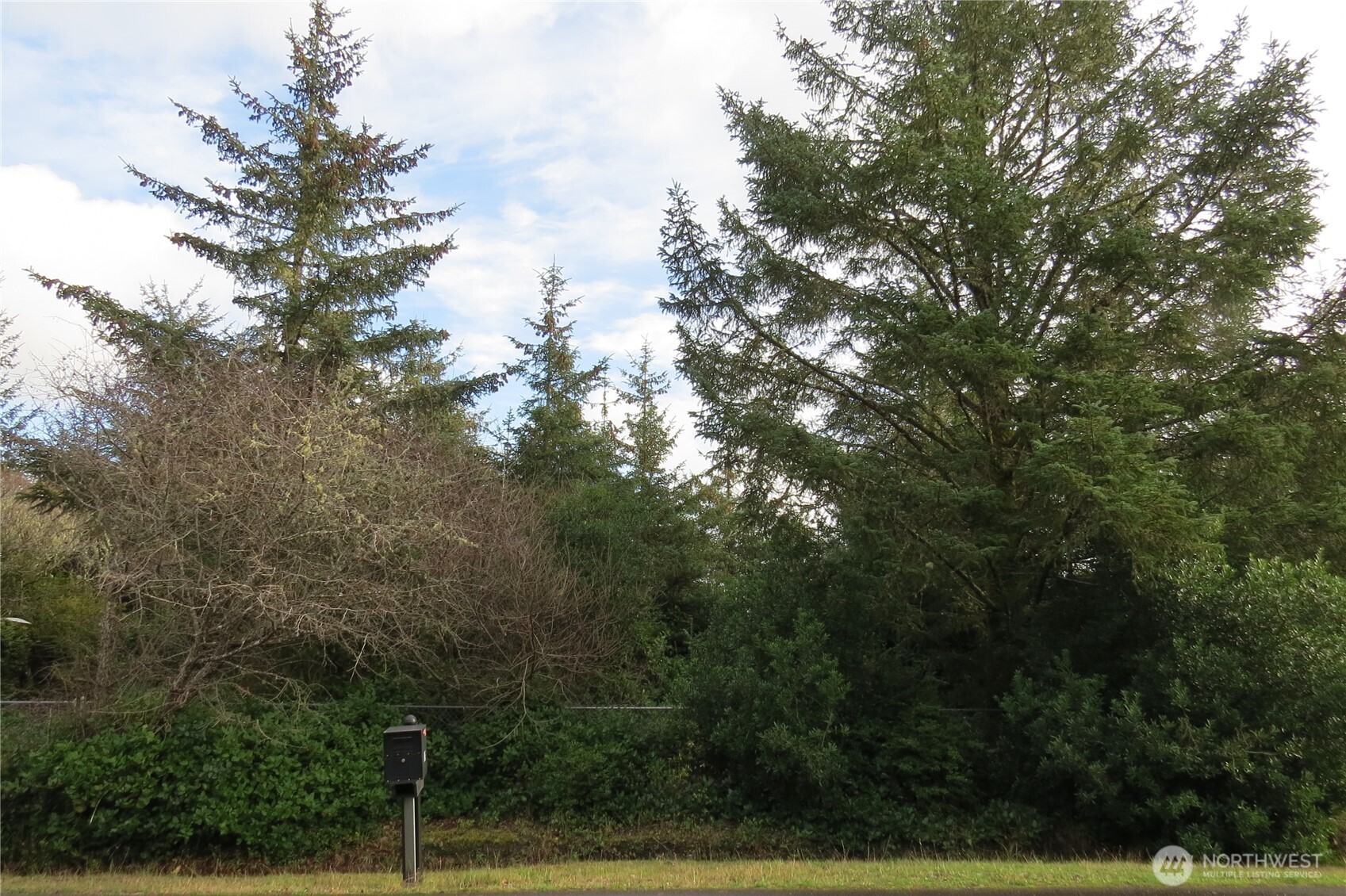 636 Weatherwax Loop Northeast Ocean Shores, WA 98569 - Photo 21 of 32 a view of forest