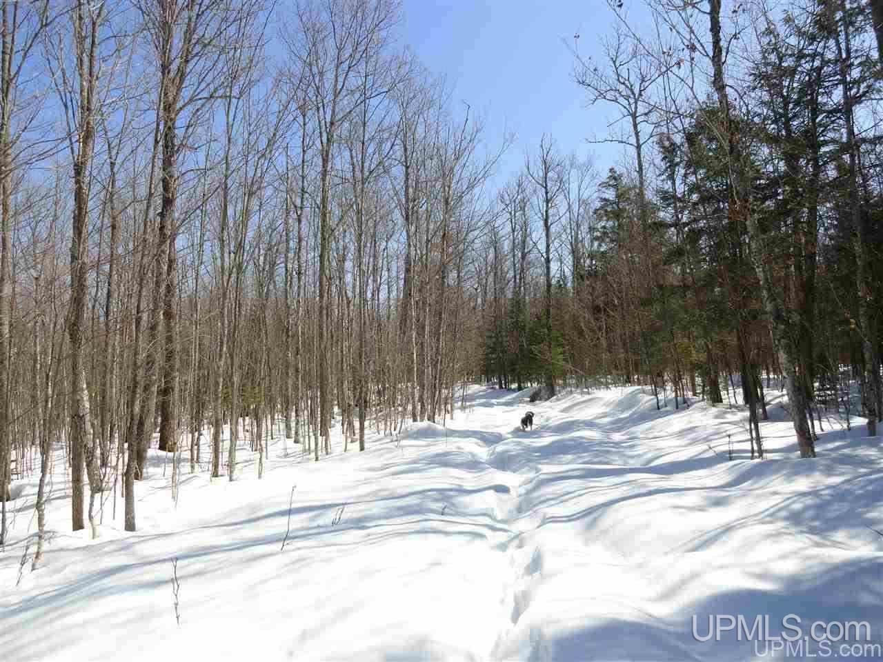 240-acres Leek Road Covington, MI 49919 - Photo 23 of 50