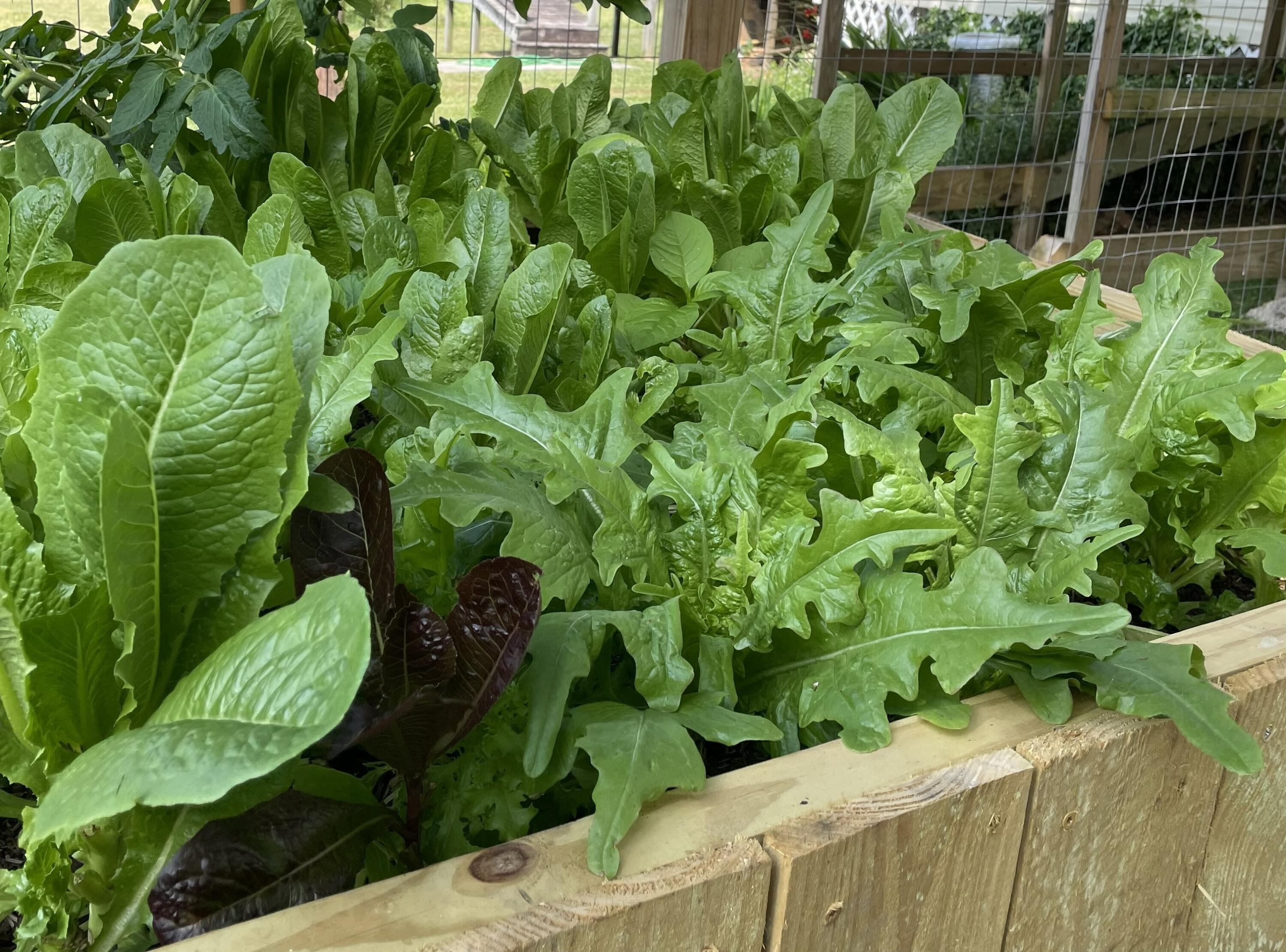 2208 Poe Road Soddy Daisy, TN 37379 - Photo 23 of 64 IMG_2137