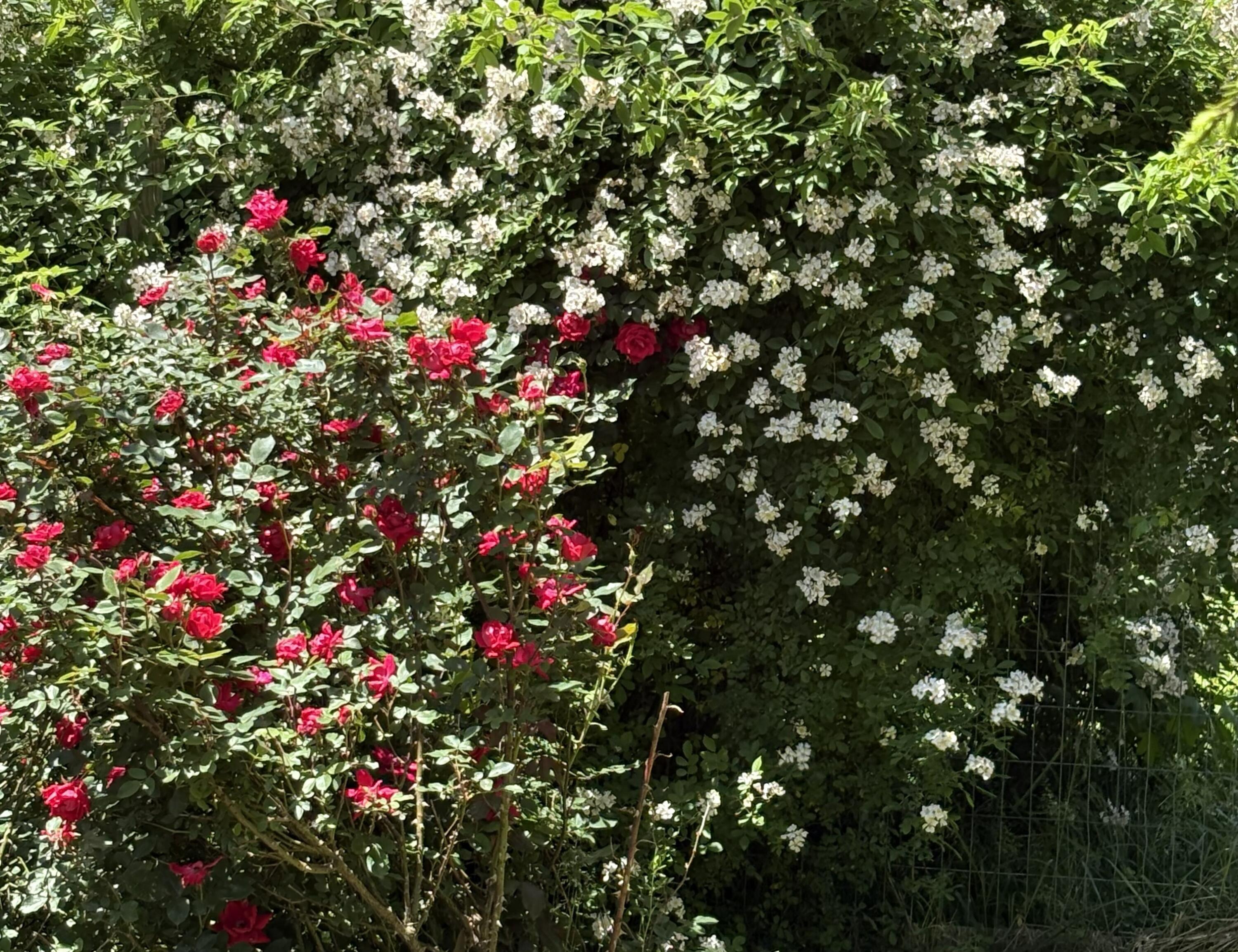 2208 Poe Road Soddy Daisy, TN 37379 - Photo 25 of 64 IMG_1105