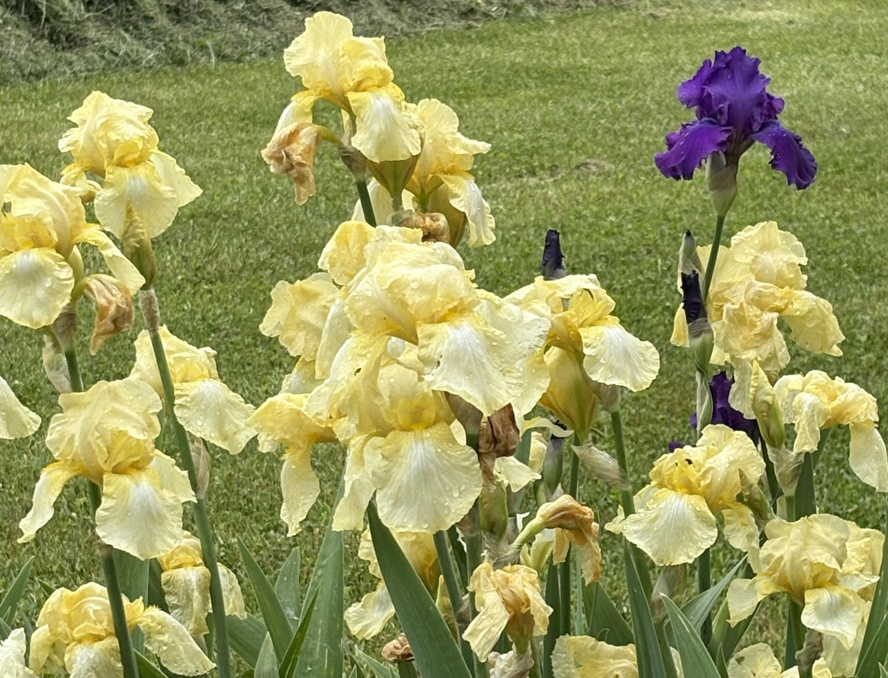 2208 Poe Road Soddy Daisy, TN 37379 - Photo 32 of 64 IMG_0880