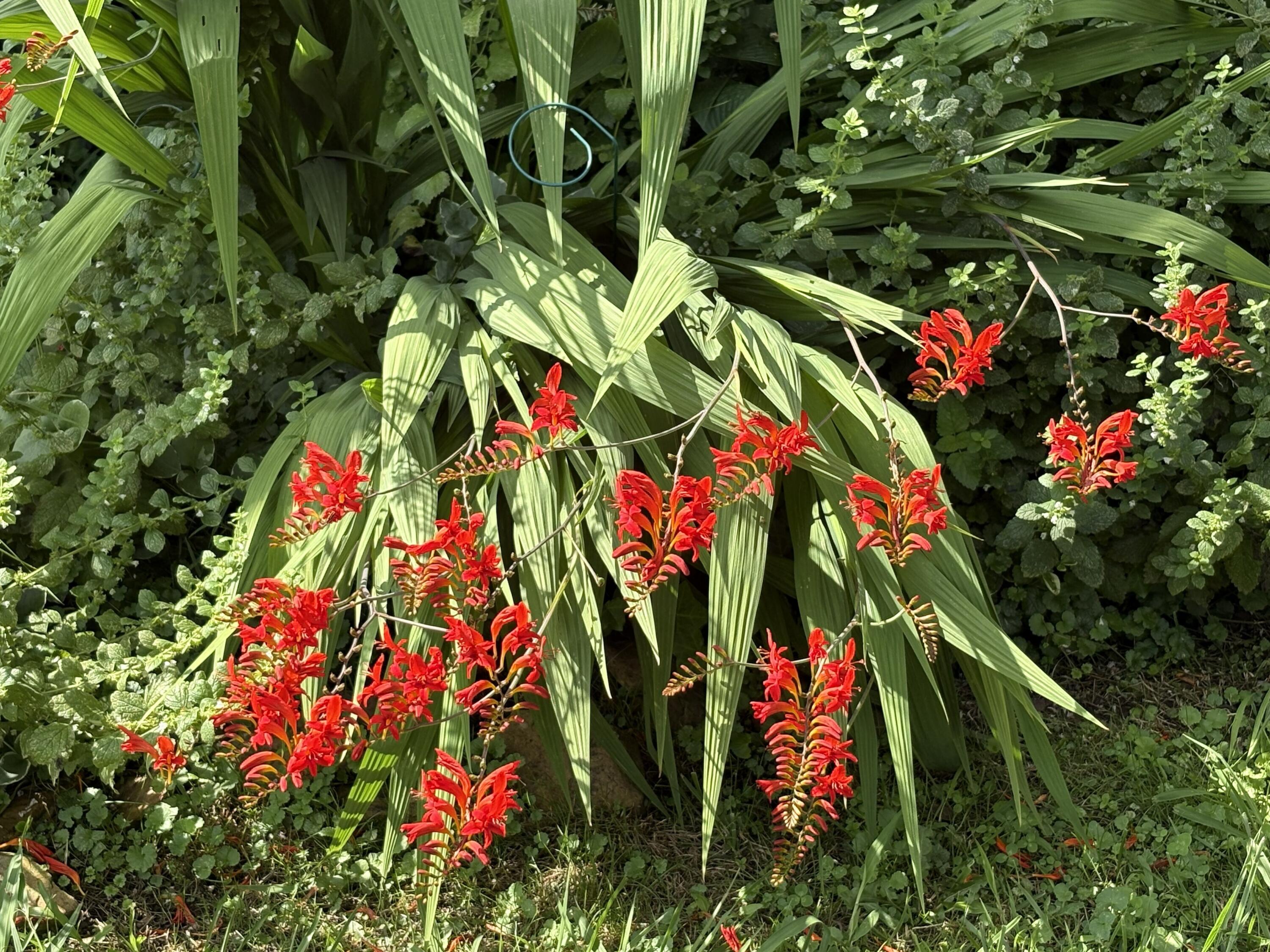 2208 Poe Road Soddy Daisy, TN 37379 - Photo 34 of 64 IMG_2693