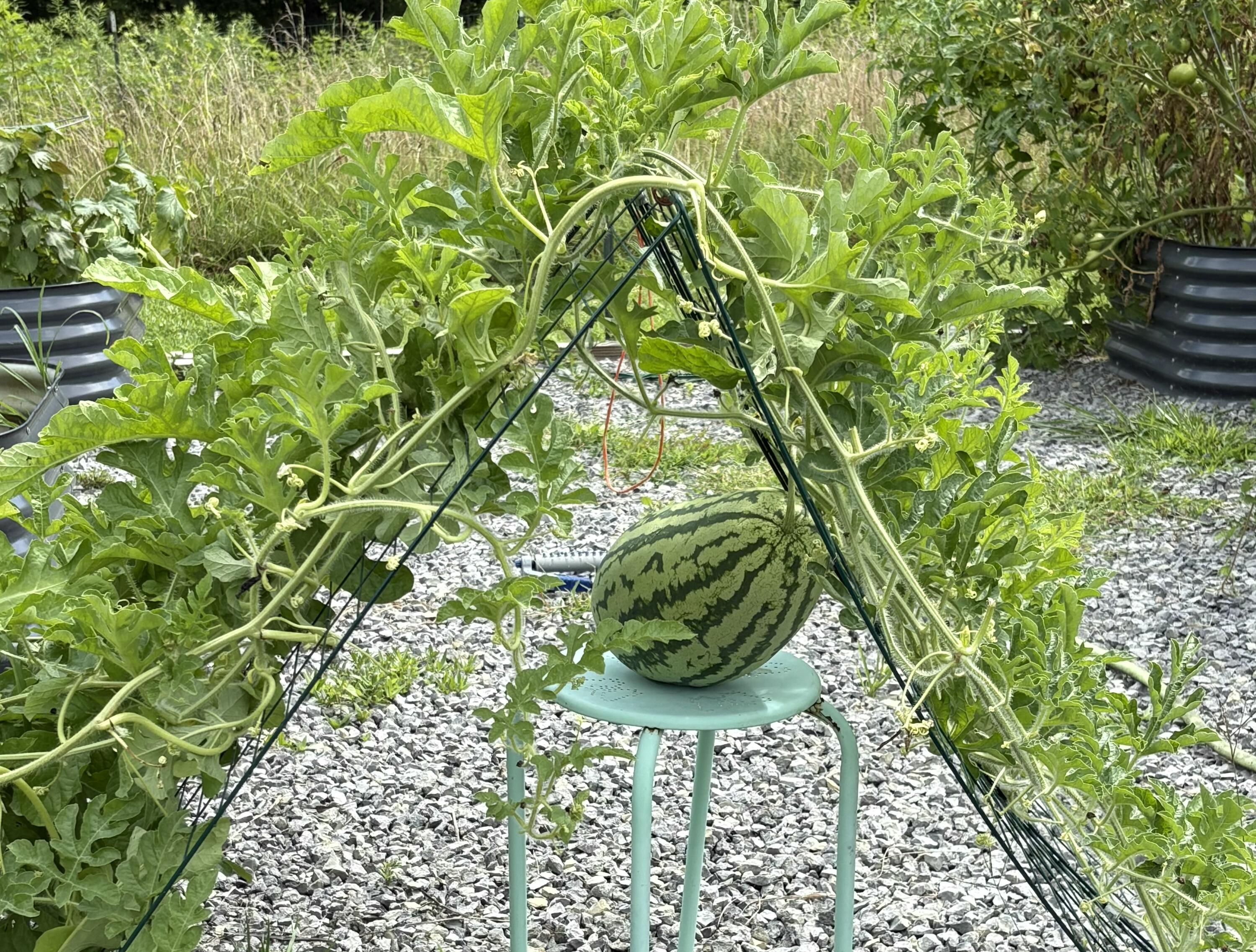 2208 Poe Road Soddy Daisy, TN 37379 - Photo 38 of 64 IMG_3423