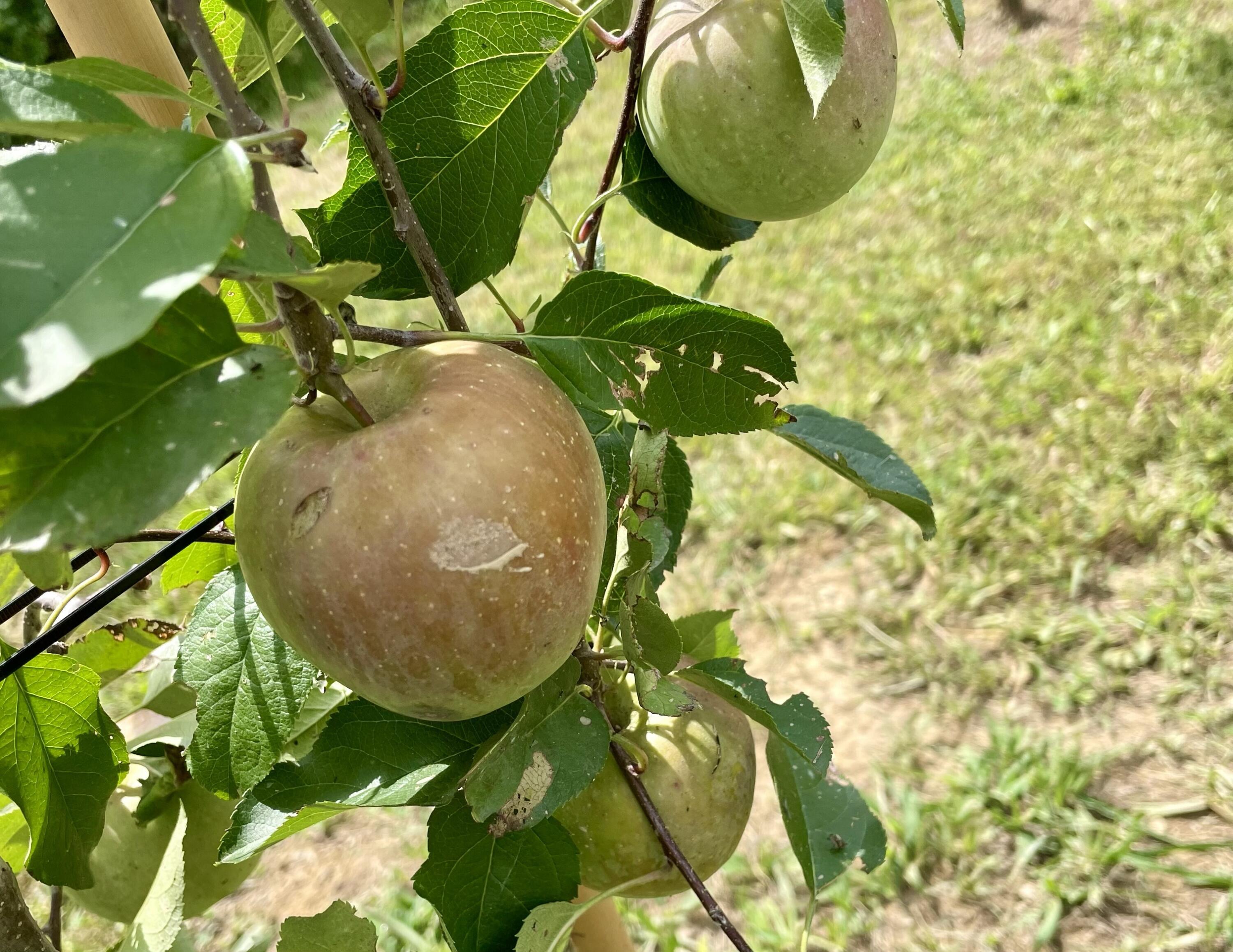 2208 Poe Road Soddy Daisy, TN 37379 - Photo 40 of 64 IMG_2114