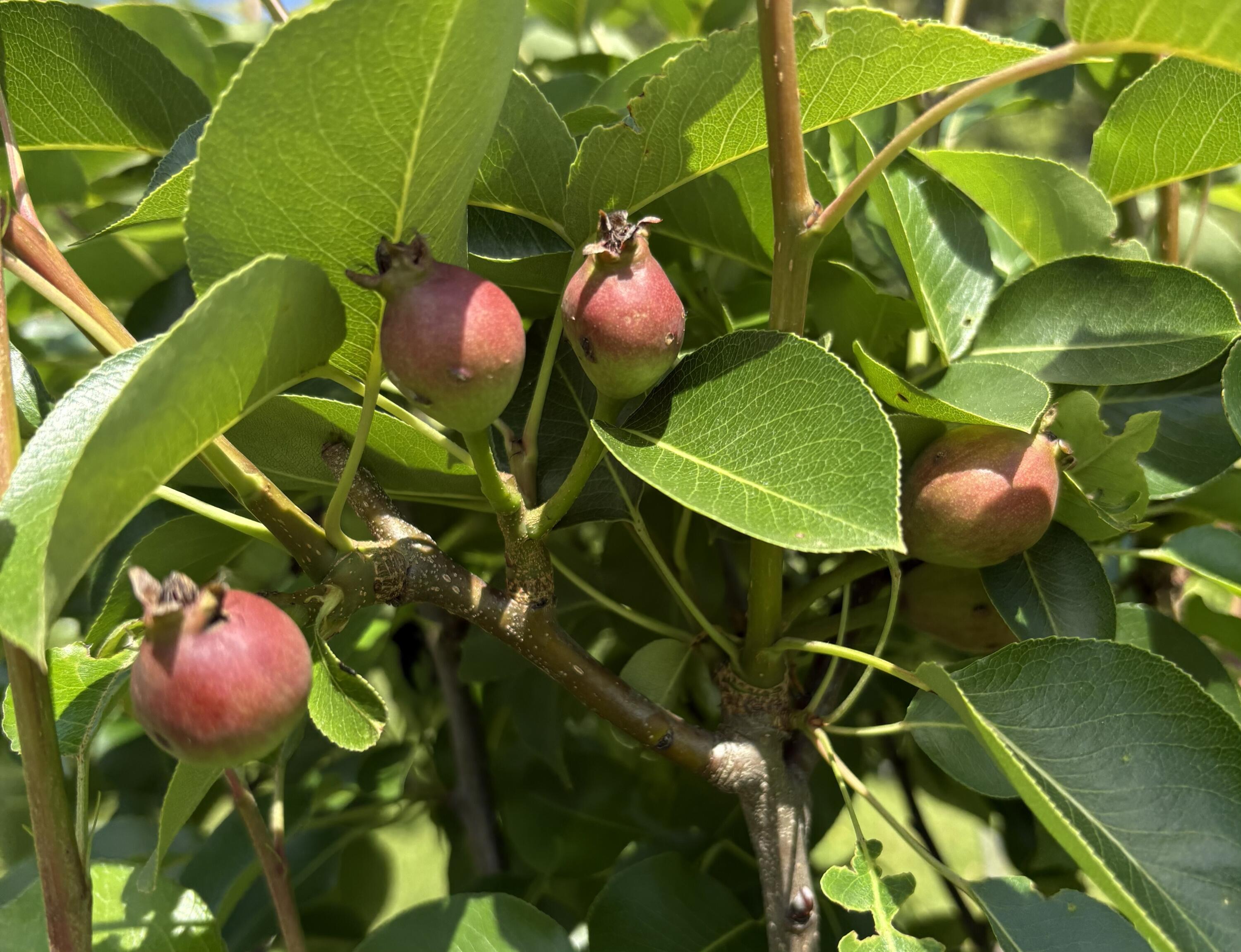 2208 Poe Road Soddy Daisy, TN 37379 - Photo 42 of 64 IMG_1190