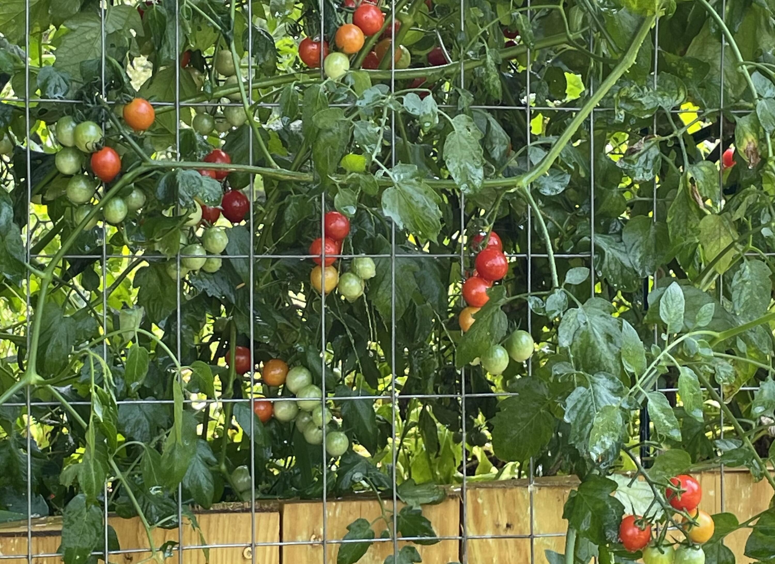 2208 Poe Road Soddy Daisy, TN 37379 - Photo 43 of 64 IMG_3127