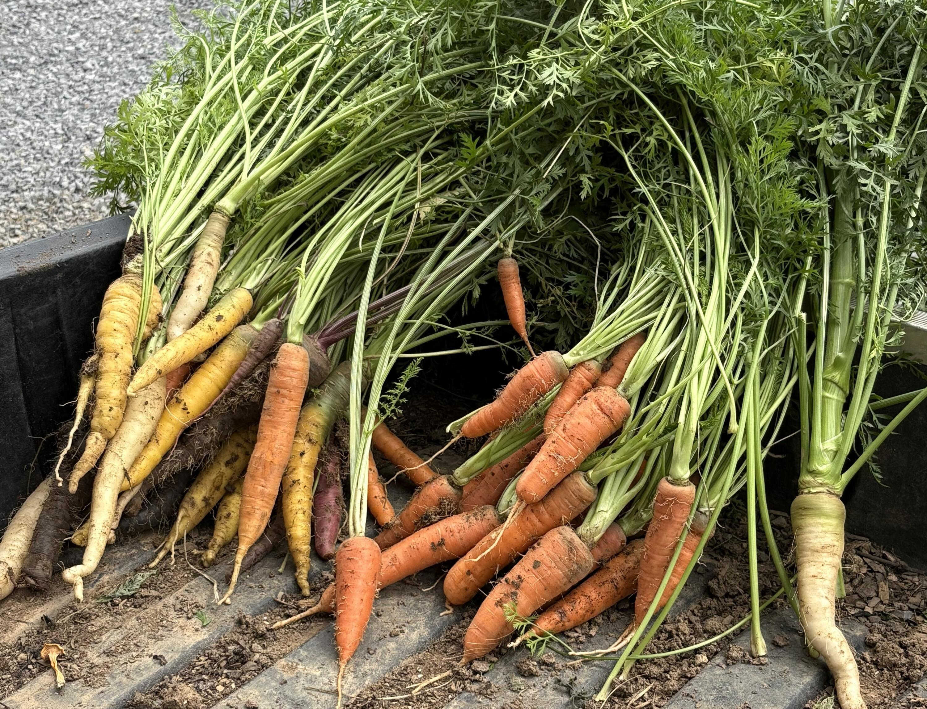 2208 Poe Road Soddy Daisy, TN 37379 - Photo 45 of 64 IMG_4874