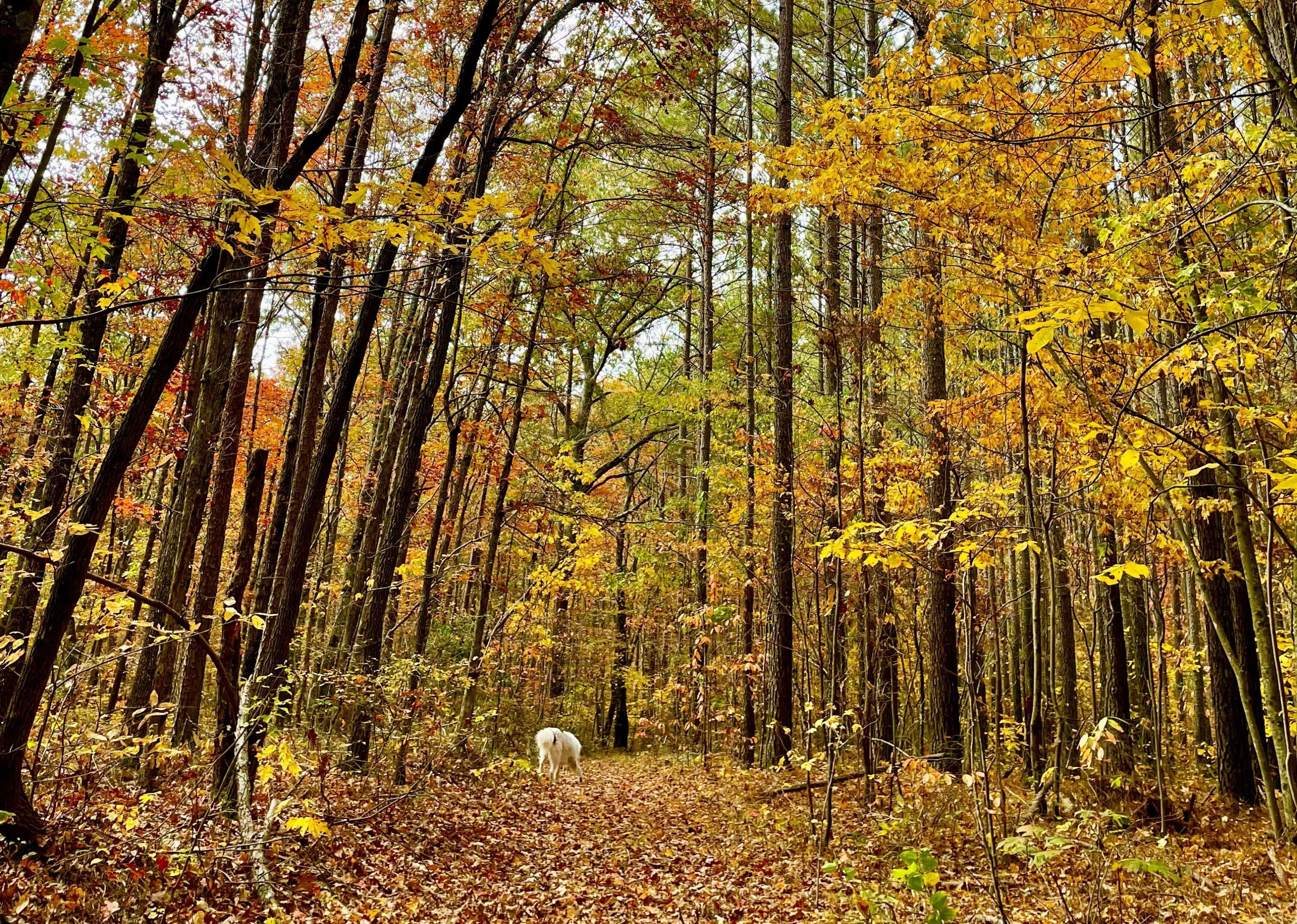 2208 Poe Road Soddy Daisy, TN 37379 - Photo 46 of 64 IMG_4736
