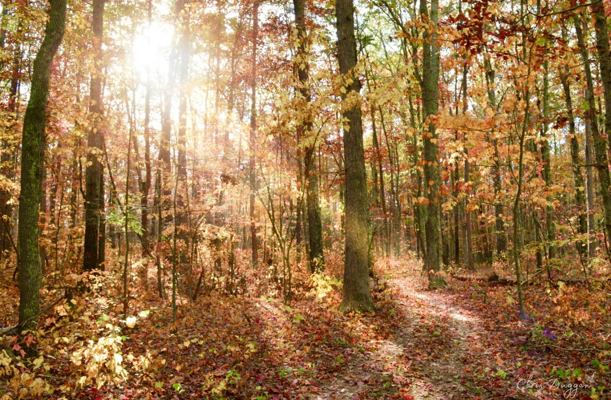 2208 Poe Road Soddy Daisy, TN 37379 - Photo 47 of 64 image000000 (3)