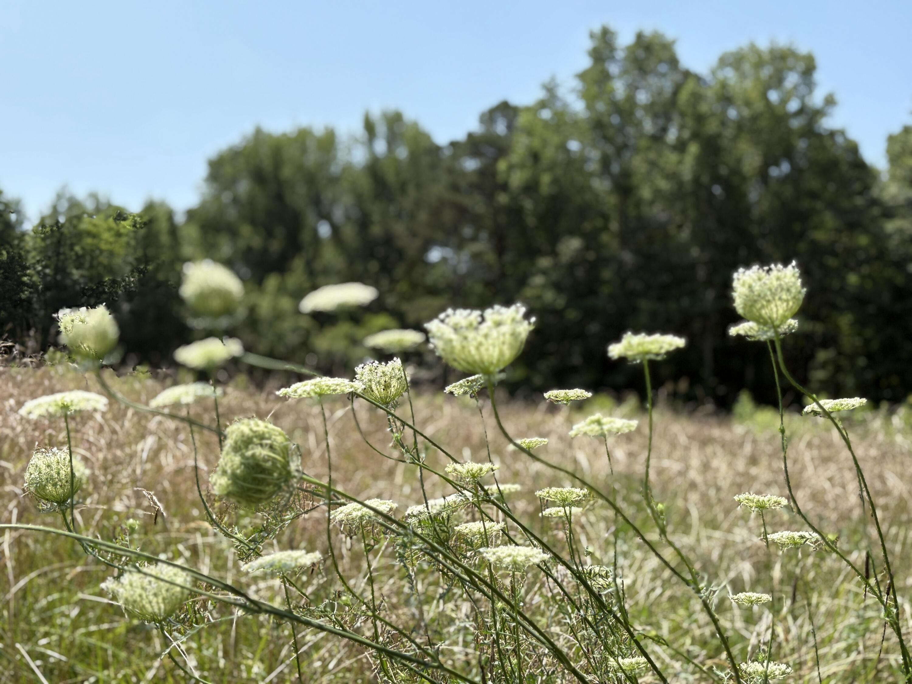 2208 Poe Road Soddy Daisy, TN 37379 - Photo 49 of 64 IMG_3222