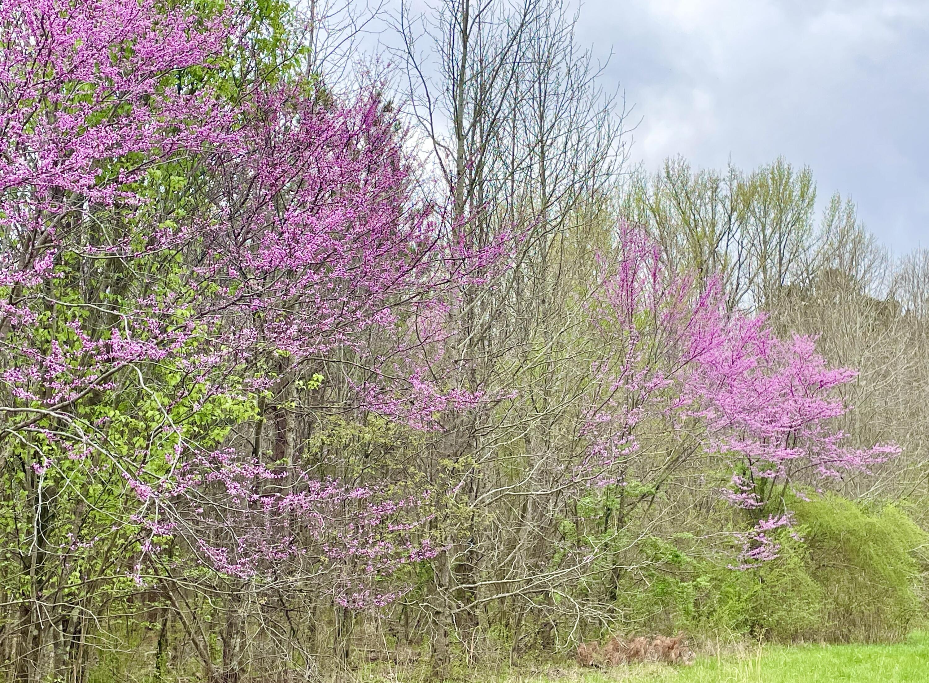 2208 Poe Road Soddy Daisy, TN 37379 - Photo 50 of 64 IMG_8807