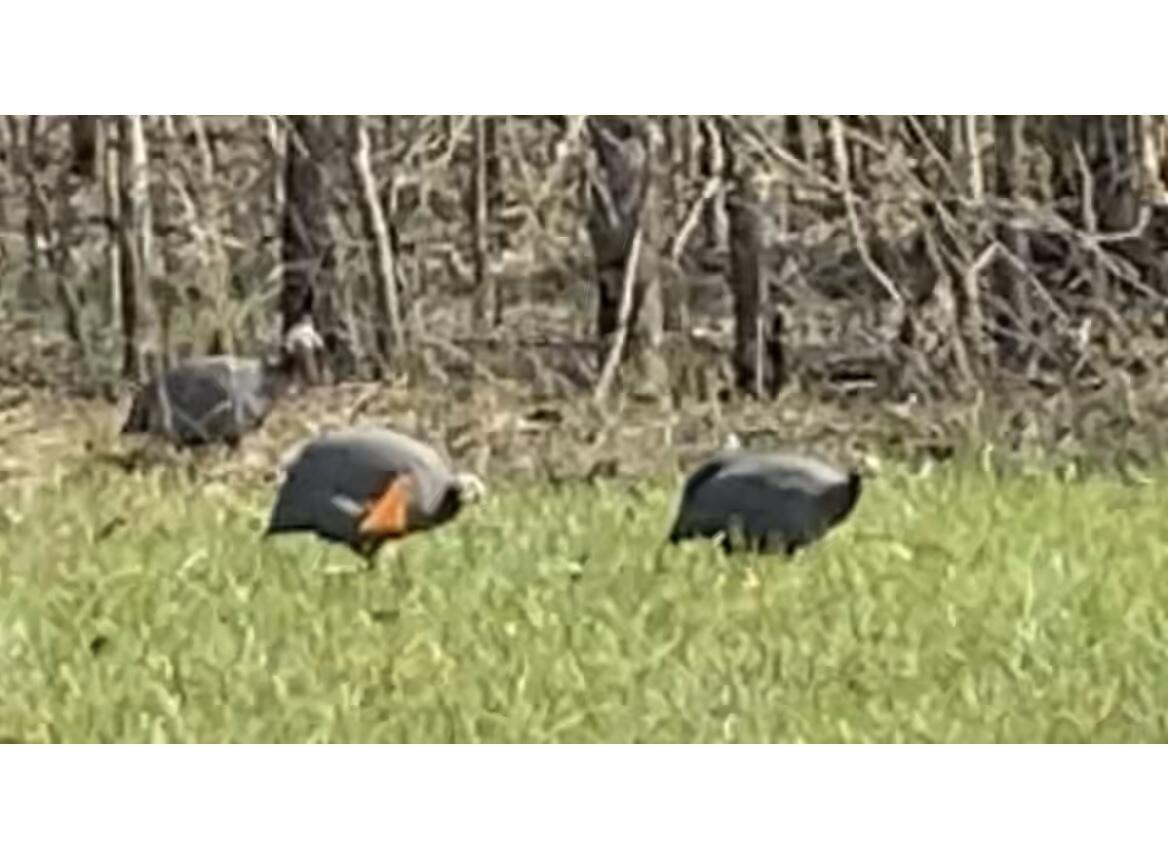 2208 Poe Road Soddy Daisy, TN 37379 - Photo 52 of 64 IMG_8116 (1)