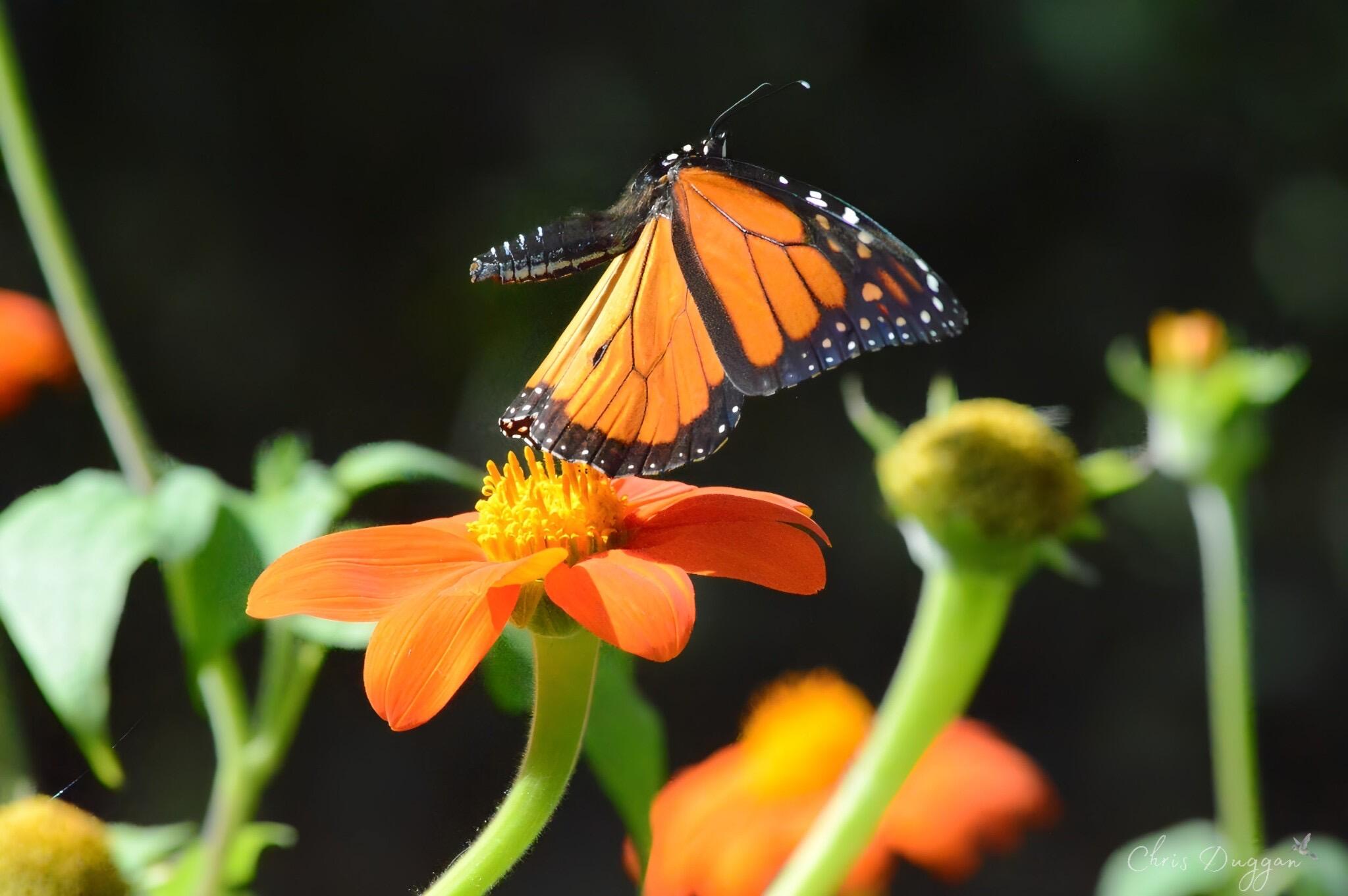 2208 Poe Road Soddy Daisy, TN 37379 - Photo 54 of 64 image000000 (4)