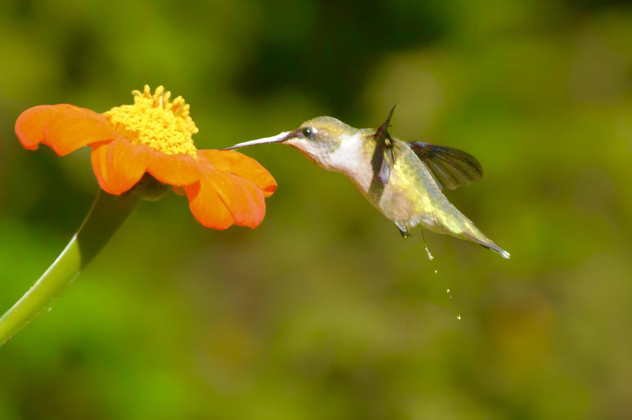 2208 Poe Road Soddy Daisy, TN 37379 - Photo 55 of 64 image000000 (5)