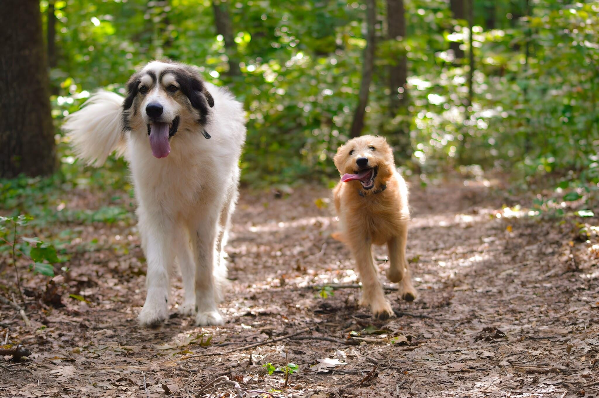 2208 Poe Road Soddy Daisy, TN 37379 - Photo 56 of 64 IMG_2640 (1)